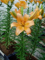 [1708 Riverside VH No02.JPG]